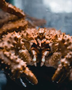 The Fable of The King Crab